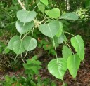 Semena Fíkovníku Ficus Religiosa Fíkovník Posvátný 1000 ks Zelené Srdčité Listy Bonsai Pokojová Rostlina Pro Pěstování V Bytě 2