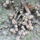 Semena Fíkovníku Ficus Semicordata 5 ks Zelené Listy Okrasný Strom Bonsai Pokojová Rostlina Pro Pěstování V Bytě I Na Zahradu 2