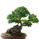 Semena Fíkovníku Ficus Virens 40 ks Zelené Listy Okrasný Strom Bonsai Pokojová Rostlina Pro Pěstování V Bytě I Na Zahradu 1