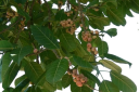 Semena Fíkovníku Ficus Virens 40 ks Zelené Listy Okrasný Strom Bonsai Pokojová Rostlina Pro Pěstování V Bytě I Na Zahradu 2