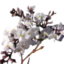 Semena Hardenbergie Hardenbergia Violacea Alba 20 ks Bílé Květy Zelené Listy Popínavá Rostlina Pro Nádobu Pergolu I Na Zahradu 1