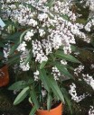Semena Hardenbergie Hardenbergia Violacea Alba 20 ks Bílé Květy Zelené Listy Popínavá Rostlina Pro Nádobu Pergolu I Na Zahradu 2
