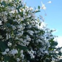 Semena Hardenbergie Hardenbergia Violacea Alba 20 ks Bílé Květy Zelené Listy Popínavá Rostlina Pro Nádobu Pergolu I Na Zahradu 3