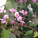 Semena Hardenbergie Hardenbergia Violacea Popínavá Forma 10 ks Fialové Květy Zelené Listy Kvetoucí Rostlina Pro Nádobu Pergolu I Na Zahradu 2