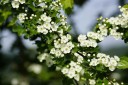 Semena hlohu měkkého Crataegus mollis balení 20 ks bílé květy listnatá okrasná dřevina k výsadbě do zahrady parku a živých plotů 3