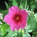 Semena Ibišku Hibiscus Cannabinus Ibišek Konopovitý 10 ks Růžové Květy Tmavý Střed Zelené Listy Okrasná Rostlina Pro Nádobu I Na Zahradu 3