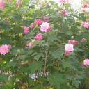 Semena Ibišku Hibiscus Mutabilis Ibišek Proměnlivý 10 ks Plné Růžové Květy Zelené Listy Okrasný Keř Pro Nádobu I Na Zahradu 2