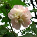 Semena Ibišku Hibiscus Mutabilis Ibišek Proměnlivý 10 ks Plné Růžové Květy Zelené Listy Okrasný Keř Pro Nádobu I Na Zahradu 3