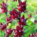 Semena Ibišku Hibiscus Sabdariffa Ibišek Súdánský 20 ks Růžové Květy Červené Kalichy Zelené Listy Okrasná Rostlina Pro Nádobu I Na Zahradu 2