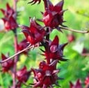 Semená Ibišteka Hibiscus Sabdariffa Ibištek Sudánsky 20 ks Ružové Kvety Červené Kalichy Zelené Listy Okrasná Rastlina Pre Nádobu I Na Záhradu 2
