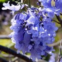 Semena Jacaranda Mimosifolia Jakaranda Nádherná 1000 ks Fialové Květy Okrasný Strom Pro Zahradu I Velký Květináč Pro Školky A Velkochovy 2