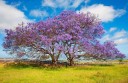 Semena Jacaranda Mimosifolia Jakaranda Nádherná 1000 ks Fialové Květy Okrasný Strom Pro Zahradu I Velký Květináč Pro Školky A Velkochovy 3