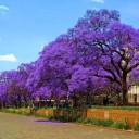Semena Jacaranda Mimosifolia Jakaranda Nádherná 1000 ks Fialové Květy Okrasný Strom Pro Zahradu I Velký Květináč Pro Školky A Velkochovy 4