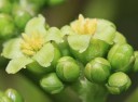 Semena Jatropha Curcas Dávivec Černý 5 ks Zelené Plody Zelené Listy Teplomilná Rostlina Pro Květináč I Zimní Zahradu Pěstování Ze Semen 2