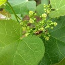 Semena Jatropha Curcas Dávivec Černý 5 ks Zelené Plody Zelené Listy Teplomilná Rostlina Pro Květináč I Zimní Zahradu Pěstování Ze Semen 3