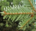 Semena jedle bělokoré Abies alba European Silver Fir, 10 ks, jehličnatý strom, zelené jehlice, výsadba na zahradu a do lesa 3