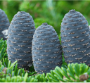 Semena jedle bělokoré Abies alba European Silver Fir, 10 ks, jehličnatý strom, zelené jehlice, výsadba na zahradu a do lesa 2