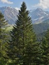Semena jedle bělokoré Abies alba European Silver Fir, 10 ks, jehličnatý strom, zelené jehlice, výsadba na zahradu a do lesa 1