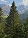 Semená jedle bielokôré Abies alba European Silver Fir, 10 ks, jehličnatý strom, zelené jehlice, výsadba na záhradu a do lesa 1
