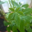 Semena Jiaogulanu Gynostemma Pentaphyllum Jiaogulan 20 ks Zelené Listy Popínavá Bylina Pokojová Rostlina Pro Pěstování V Bytě I Na Zahradu 2