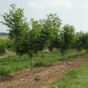 Semena Juglans Regia Ořešák Královský 2 ks Zelené Kulaté Plody Listnatý Okrasný Strom Pro Velkou Zahradu I Park Pěstování Ze Semen 2