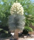 Semena juky Yucca rigida 10 stuks Droogtebestendige houtachtige plant met stevige blauwgrijze bladeren Voor de tuin en in potten op het terras 2