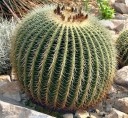 Semena Kaktusu Echinocactus Grusonii Zlatá Koule 50 ks Zelený Kaktus Se Zlatými Ostny Tchýnino Sedátko Pro Pěstování Doma I Na Zahradu 1