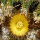 Semena Kaktusu Echinocactus Grusonii Zlatá Koule 50 ks Zelený Kaktus Se Zlatými Ostny Tchýnino Sedátko Pro Pěstování Doma I Na Zahradu 2