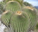 Semena Kaktusu Echinocactus Platyacanthus Obří Soudkovitý Kaktus 5 ks Zelený Kaktus Se Žlutými Ostny Pro Pěstování Doma I Na Zahradu 2