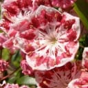 Semená Kalmia Latifolia Kalmia Širokolistá 50 ks Ružové Kvety Stálezelený Ker Pre Záhradu I Veľký Kvetináč Pestovanie Zo Semien 2