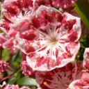 Semena Kalmia Latifolia Kalmie Širolistá 50 ks Růžové Květy Stálezelený Keř Pro Zahradu I Velký Květináč Pěstování Ze Semen 2