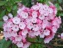 Semena Kalmia Latifolia Kalmie Širolistá 50 ks Růžové Květy Stálezelený Keř Pro Zahradu I Velký Květináč Pěstování Ze Semen 3