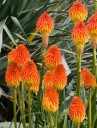 Semena Kniphofia Rooperi Kleopatřina Jehla 10 ks Oranžové I Žluté Květy Trvalka Pro Zahradu Skalku I Květináč Pěstování Ze Semen 2