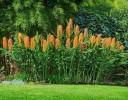 Semena Kukuřníku Hedychium Gardnerianum 5 ks Žluté Květy S Červenými Tyčinkami Zelené Listy Okrasná Rostlina Pro Nádobu I Na Zahradu 2