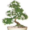 Semena Kunzea Ambigua Kunzea 10 ks Bílé Květy Drobné Jehlicovité Listy Stálezelený Keř Pro Květináč I Bonsai Pěstování Ze Semen 1