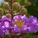 Semena Lagerstroemia Speciosa Purple Lagerstroemie 10 ks Fialové Květy Teplomilný Kvetoucí Keř Pro Květináč I Zimní Zahradu Na Terasu 1