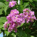 Semena Lagerstroemia Speciosa Purple Lagerstroemie 50 ks Fialové Květy Teplomilný Kvetoucí Keř Pro Květináč I Zimní Zahradu Na Terasu 2