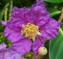 Semena Lagerstroemia Speciosa Purple Lagerstroemie 50 ks Fialové Květy Teplomilný Kvetoucí Keř Pro Květináč I Zimní Zahradu Na Terasu 3