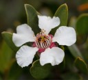 Semena Leptospermum Grandiflorum 50 ks Bílé Květy Kožovité Zelené Listy Stálezelený Teplomilný Keř Pro Květináč I Zimní Zahradu 1