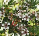 Semena Leptospermum Grandiflorum 50 ks Bílé Květy Kožovité Zelené Listy Stálezelený Teplomilný Keř Pro Květináč I Zimní Zahradu 2