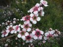 Semena Leptospermum Grandiflorum 50 ks Bílé Květy Kožovité Zelené Listy Stálezelený Teplomilný Keř Pro Květináč I Zimní Zahradu 3