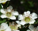 Semena Leptospermum Polygalifolium 100 ks Bílé Květy Drobné Kožovité Listy Stálezelený Teplomilný Keř Pro Květináč I Zimní Zahradu 1