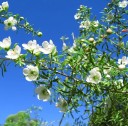 Semena Leptospermum Polygalifolium 100 ks Bílé Květy Drobné Kožovité Listy Stálezelený Teplomilný Keř Pro Květináč I Zimní Zahradu 2