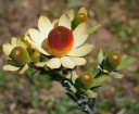 Semena Leucadendron discolor 10 ks Krémově žluté listeny s červenými okraji a červeným středem Okrasný keř Na zahradu a venkovní výsadbu 2
