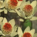 Semena Leucadendron discolor 5 ks Krémově žluté listeny s červenými okraji a červeným středem Okrasný keř Na zahradu a venkovní výsadbu 3