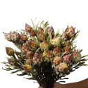 Semena Leucadendron rubrum 5 ks Červenohnědé šiškovité hlávky Šedozelené úzké listy Okrasný keř Na zahradu a venkovní výsadbu 1