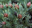 Semena Leucadendron rubrum 5 ks Červenohnědé šiškovité hlávky Šedozelené úzké listy Okrasný keř Na zahradu a venkovní výsadbu 3