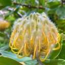 Semena Leucospermum conocarpodendron 10 ks Oranžově žluté kulovité květy připomínající jehelníček Okrasný keř Na zahradu a venkovní výsadbu 3