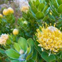 Semena Leucospermum conocarpodendron 5 ks Oranžově žluté kulovité květy připomínající jehelníček Okrasný keř Na zahradu a venkovní výsadbu 1