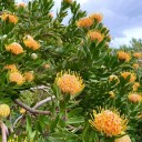 Semena Leucospermum conocarpodendron 5 ks Oranžově žluté kulovité květy připomínající jehelníček Okrasný keř Na zahradu a venkovní výsadbu 3